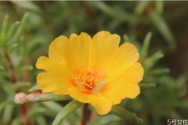 半支蓮的花語是什么呢 半支蓮應(yīng)該怎么種植呢 半支蓮的花語是什么呢 半支蓮應(yīng)該怎么種植呢