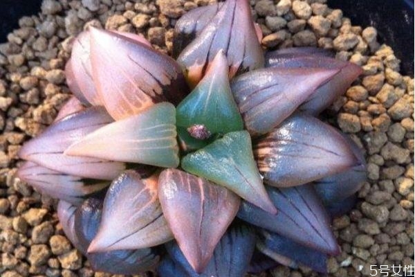 十二卷是一種什么植物呢 十二卷有什么作用呢 十二卷是一種什么植物呢 十二卷有什么作用呢