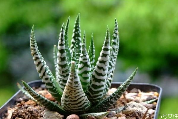 十二卷是一種什么植物呢 十二卷有什么作用呢 十二卷是一種什么植物呢 十二卷有什么作用呢