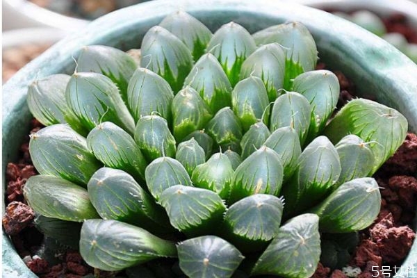 十二卷是一種什么植物呢 十二卷有什么作用呢 十二卷是一種什么植物呢 十二卷有什么作用呢