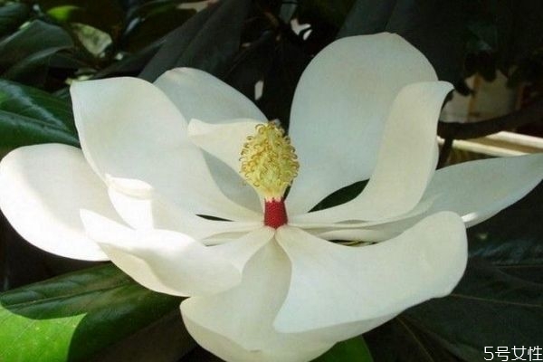 廣玉蘭的花期是什么時候呢 廣玉蘭應(yīng)該怎么種植呢