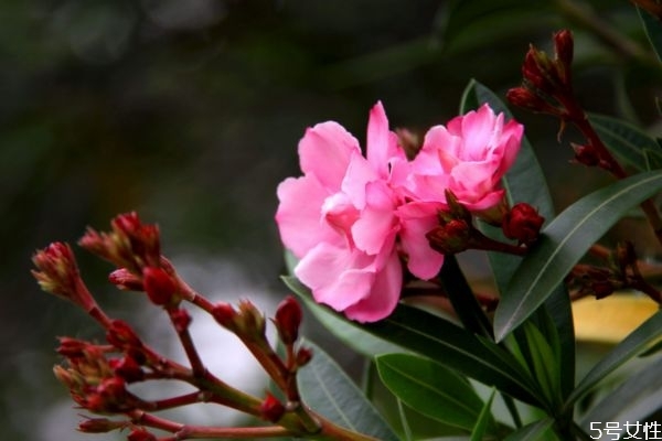 夾竹桃是一種什么植物呢 夾竹桃有什么作用呢 夾竹桃是一種什么植物呢 夾竹桃有什么作用呢