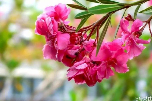 夾竹桃的花期是什么時(shí)候呢 夾竹桃有毒嗎 夾竹桃的花期是什么時(shí)候呢 夾竹桃有毒嗎