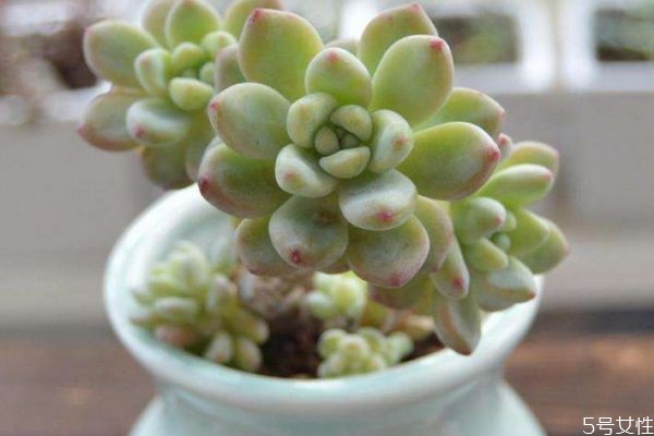 什么是多肉植物呢 多肉植物有什么特點(diǎn)呢 什么是多肉植物呢 多肉植物有什么特點(diǎn)呢