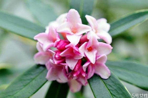 什么是瑞香花呢 瑞香花有什么作用呢 什么是瑞香花呢 瑞香花有什么作用呢