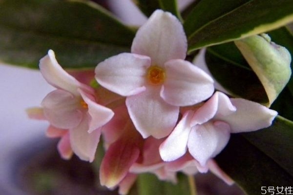 什么是瑞香花呢 瑞香花有什么作用呢 什么是瑞香花呢 瑞香花有什么作用呢