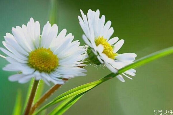 雛菊的花語是什么呢 雛菊的生長環(huán)境是怎么樣的呢 雛菊的花語是什么呢 雛菊的生長環(huán)境是怎么樣的呢