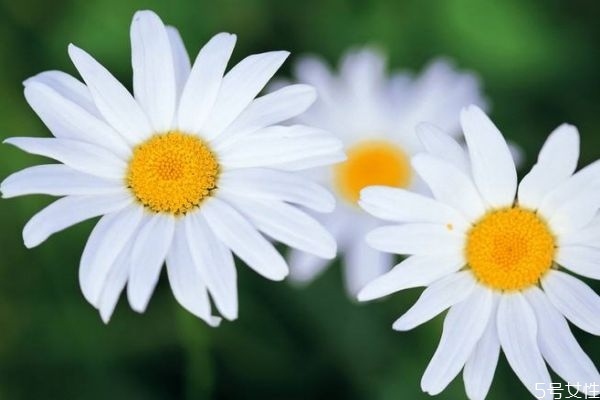 雛菊的花語是什么呢 雛菊的生長環(huán)境是怎么樣的呢 雛菊的花語是什么呢 雛菊的生長環(huán)境是怎么樣的呢