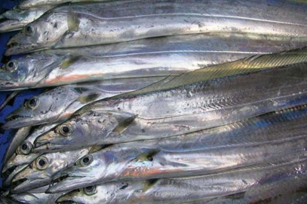 黑眼帶魚和黃眼帶魚哪個好 黑眼帶魚和黃眼帶魚有什么區(qū)別 黑眼帶魚和黃眼帶魚哪個好 黑眼帶魚和黃眼帶魚有什么區(qū)別