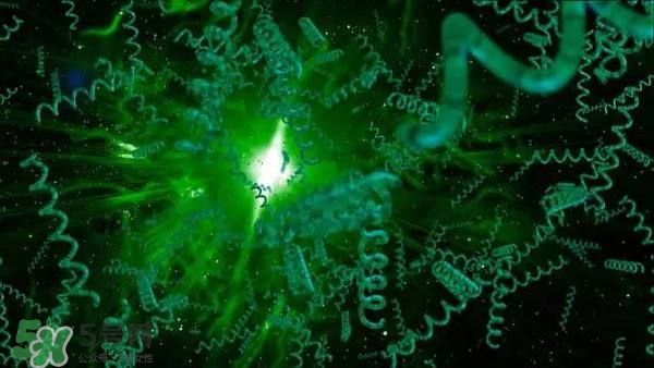 螺旋藻是飯前吃還是飯后吃？螺旋藻怎么吃？