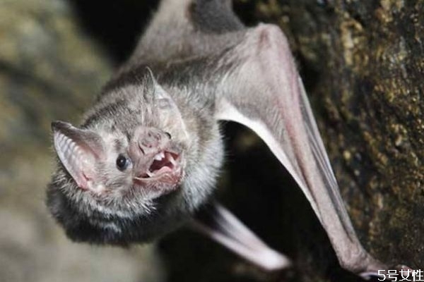 蝙蝠可以吃嗎 蝙蝠有什么營養(yǎng)價(jià)值呢 蝙蝠可以吃嗎 蝙蝠有什么營養(yǎng)價(jià)值呢