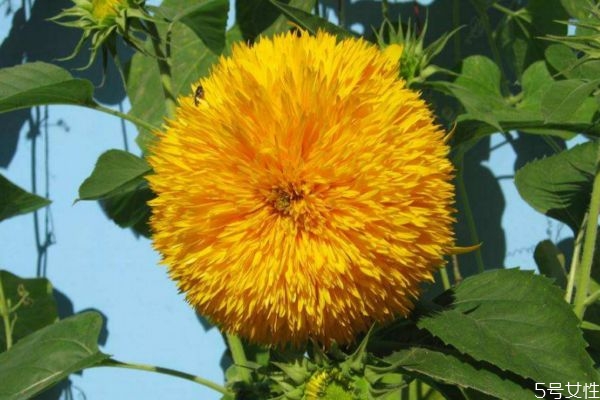 什么是向陽花呢 向陽花有什么作用呢 什么是向陽花呢 向陽花有什么作用呢