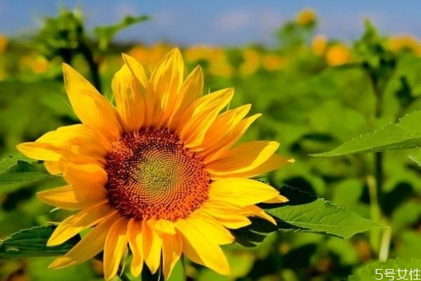 向陽(yáng)花的花語(yǔ)是什么呢 向陽(yáng)花的種植需要注意什么呢 向陽(yáng)花的花語(yǔ)是什么呢 向陽(yáng)花的種植需要注意什么呢