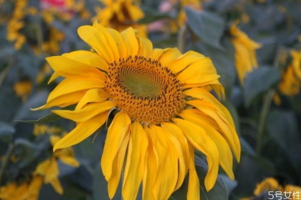 向陽(yáng)花的花語(yǔ)是什么呢 向陽(yáng)花的種植需要注意什么呢 向陽(yáng)花的花語(yǔ)是什么呢 向陽(yáng)花的種植需要注意什么呢