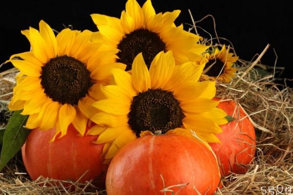 向陽(yáng)花的花語(yǔ)是什么呢 向陽(yáng)花的種植需要注意什么呢 向陽(yáng)花的花語(yǔ)是什么呢 向陽(yáng)花的種植需要注意什么呢