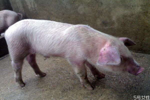 什么是豬瘟呢 得豬瘟的豬可以吃嗎 什么是豬瘟呢 得豬瘟的豬可以吃嗎