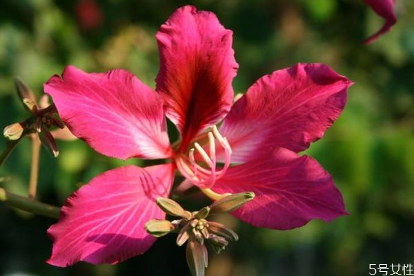 羊蹄甲的花語(yǔ)是什么呢 羊蹄甲的種植需要注意什么呢 羊蹄甲的花語(yǔ)是什么呢 羊蹄甲的種植需要注意什么呢