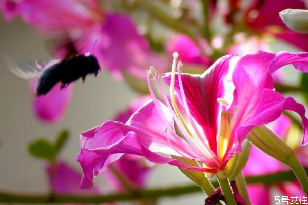 羊蹄甲的花語(yǔ)是什么呢 羊蹄甲的種植需要注意什么呢 羊蹄甲的花語(yǔ)是什么呢 羊蹄甲的種植需要注意什么呢