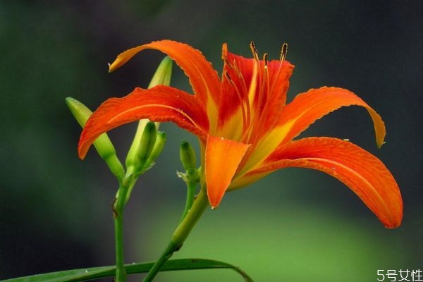 萱草的花語(yǔ)是什么呢 萱草種植需要注意什么呢 萱草的花語(yǔ)是什么呢 萱草種植需要注意什么呢