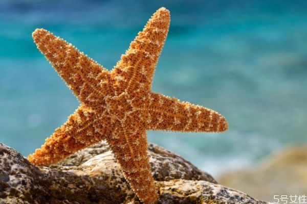 海星可以吃嗎 海星有什么營養(yǎng)價值呢 海星可以吃嗎 海星有什么營養(yǎng)價值呢