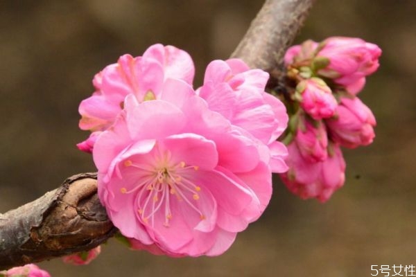 榆葉梅的花語(yǔ)什么呢 榆葉梅的種植需要注意什么呢