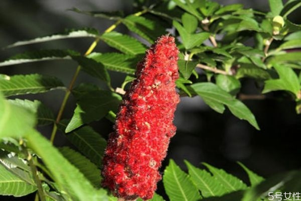 什么是火炬樹呢 火炬樹有什么作用嗎 什么是火炬樹呢 火炬樹有什么作用嗎