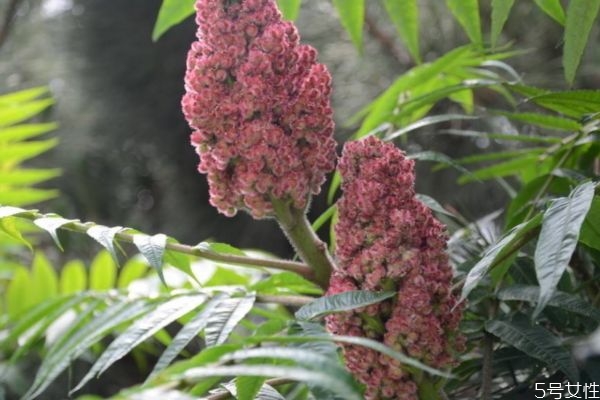 什么是火炬樹呢 火炬樹有什么作用嗎 什么是火炬樹呢 火炬樹有什么作用嗎