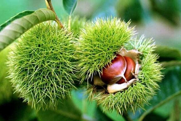 板栗燉豬肚怎么做好吃 板栗燉豬肚的功效有哪些 板栗燉豬肚怎么做好吃 板栗燉豬肚的功效有哪些