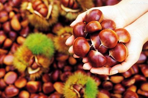 板栗燉豬肚怎么做好吃 板栗燉豬肚的功效有哪些 板栗燉豬肚怎么做好吃 板栗燉豬肚的功效有哪些