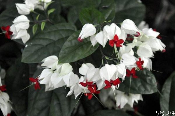 龍吐珠是一種什么植物呢 龍吐珠有什么作用呢 龍吐珠是一種什么植物呢 龍吐珠有什么作用呢