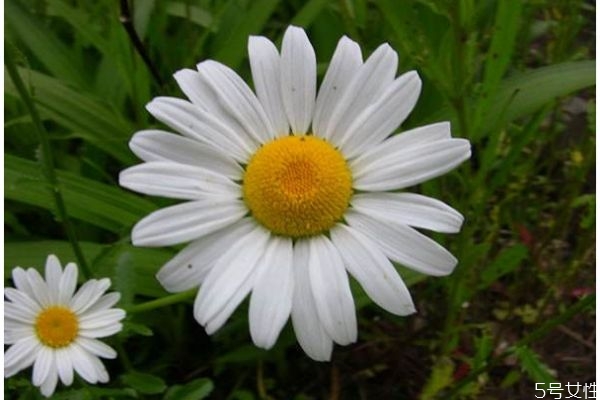 什么是白晶菊呢 白晶菊有什么作用呢 什么是白晶菊呢 白晶菊有什么作用呢