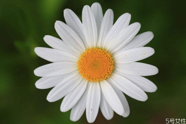 什么是白晶菊呢 白晶菊有什么作用呢 什么是白晶菊呢 白晶菊有什么作用呢