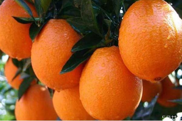 苦橙可以吃嗎 苦橙子吃了有什么作用 苦橙可以吃嗎 苦橙子吃了有什么作用