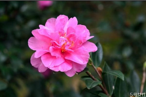 茶梅是一種什么植物呢 茶梅有什么作用呢 茶梅是一種什么植物呢 茶梅有什么作用呢