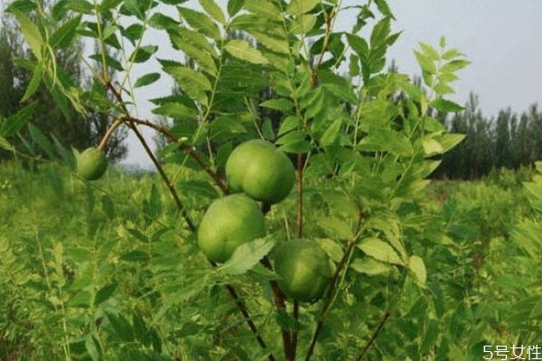 文冠果是一種什么植物呢 文冠果有什么作用呢 文冠果是一種什么植物呢 文冠果有什么作用呢