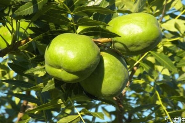 文冠果是一種什么植物呢 文冠果有什么作用呢 文冠果是一種什么植物呢 文冠果有什么作用呢