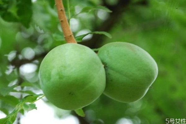 文冠果是一種什么植物呢 文冠果有什么作用呢 文冠果是一種什么植物呢 文冠果有什么作用呢