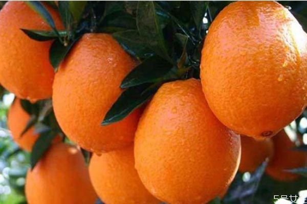 冰糖橙好還是臍橙好 冰糖橙和臍橙有什么區(qū)別 冰糖橙好還是臍橙好 冰糖橙和臍橙有什么區(qū)別