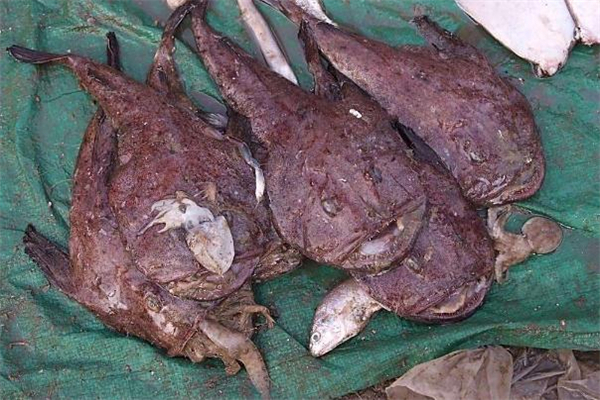 安康魚什么人不能吃 嬰兒能吃安康魚嗎 安康魚什么人不能吃 嬰兒能吃安康魚嗎