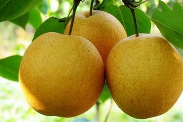 吃完梨子喝水為什么會拉肚子 吃了梨子拉肚子怎么辦 吃完梨子喝水為什么會拉肚子 吃了梨子拉肚子怎么辦