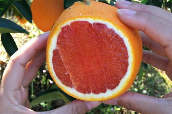 血橙吃了能減肥嗎 血橙和蘋果哪個(gè)更減肥 血橙吃了能減肥嗎 血橙和蘋果哪個(gè)更減肥