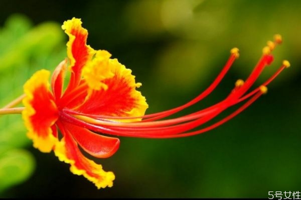 什么是金鳳花呢 金鳳花有什么作用呢 什么是金鳳花呢 金鳳花有什么作用呢