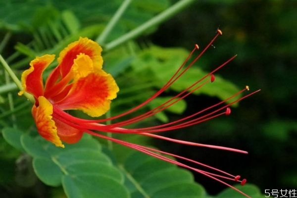 金鳳花的花語(yǔ)是什么呢 金鳳花種植有什么注意的呢