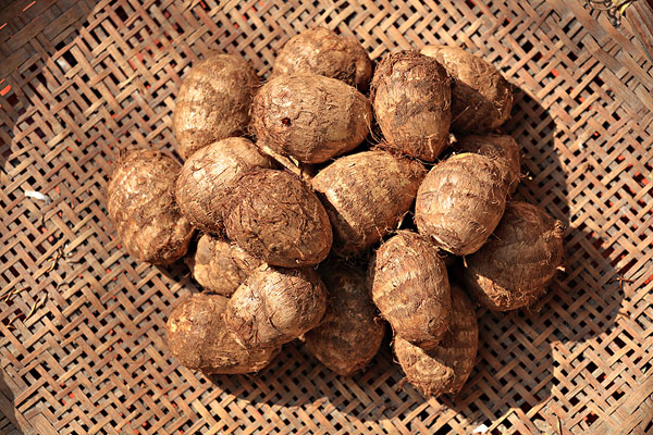 芋頭是水煮還是蒸著吃 芋頭怎樣做熟得快 芋頭是水煮還是蒸著吃 芋頭怎樣做熟得快