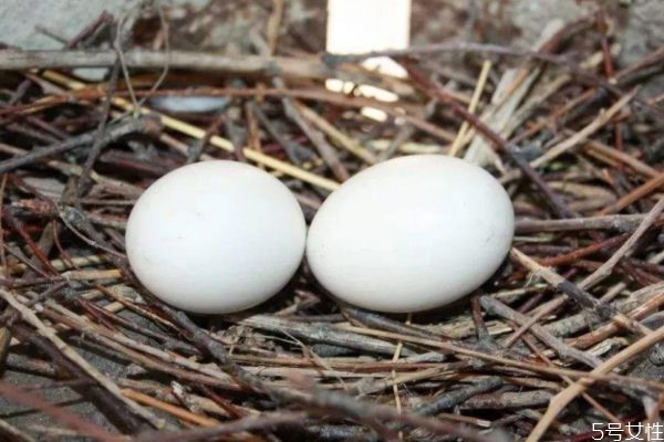 鴿子蛋適合什么人吃呢 鴿子蛋如何選購(gòu)呢 鴿子蛋適合什么人吃呢 鴿子蛋如何選購(gòu)呢