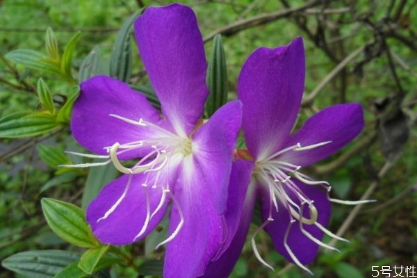 野牡丹的花語是什么呢 野牡丹的種植有什么注意的呢 野牡丹的花語是什么呢 野牡丹的種植有什么注意的呢