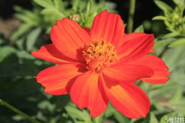 什么是硫華菊呢 硫華菊有什么作用呢 什么是硫華菊呢 硫華菊有什么作用呢