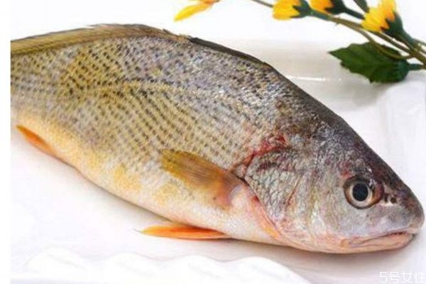 什么是黃姑魚呢 黃姑魚有什么營養(yǎng)價值呢 什么是黃姑魚呢 黃姑魚有什么營養(yǎng)價值呢