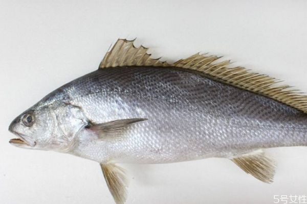 白姑魚怎么做好吃呢 白姑魚的選購方法有什么呢 白姑魚怎么做好吃呢 白姑魚的選購方法有什么呢