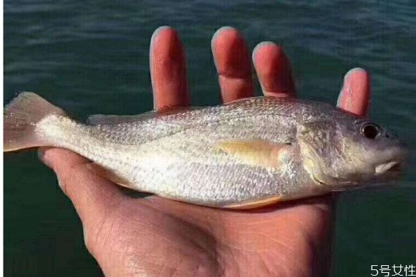 白姑魚怎么做好吃呢 白姑魚的選購方法有什么呢 白姑魚怎么做好吃呢 白姑魚的選購方法有什么呢